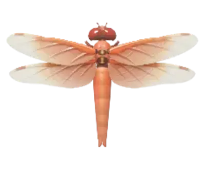 Libélula Vermelha