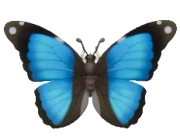 Morpho deidamia