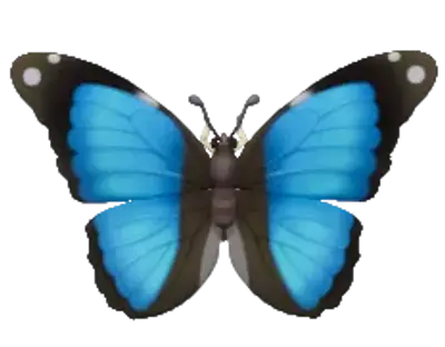 Morpho deidamia