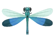 Neurobasis chinensis