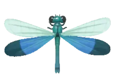 Neurobasis chinensis