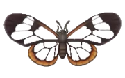 Borboleta Transparente