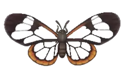 Borboleta Transparente