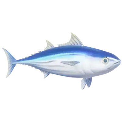 Bonito