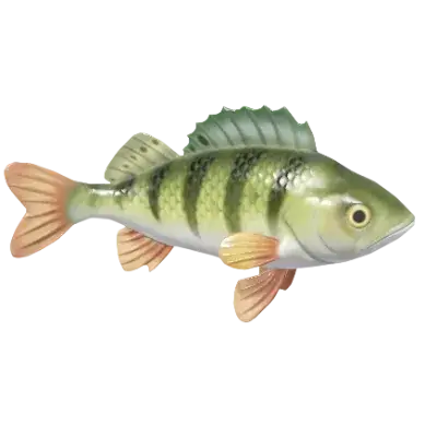 Perca