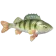 Perca