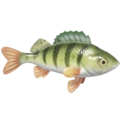 Perca