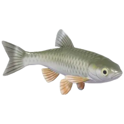 Common Chub