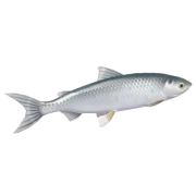 Peixe Branco