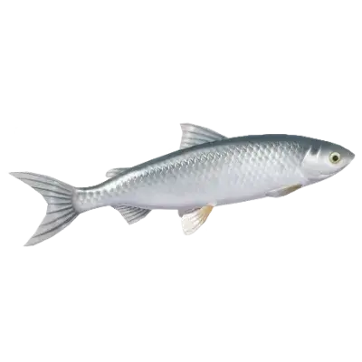 Peixe Branco