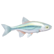 Albete