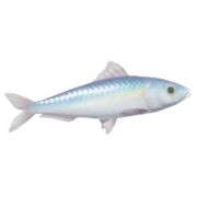 Sardinha