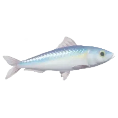 Sardine | Wiki: Heartopia