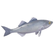 Robalo