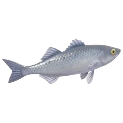 Robalo