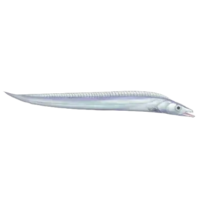 Peixe Lírio