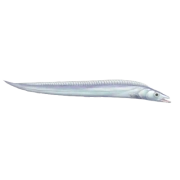 Peixe Lírio