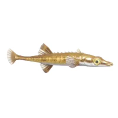 Peixe-espinho