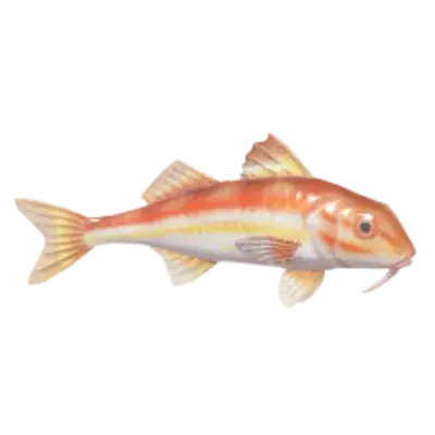 Salmonete