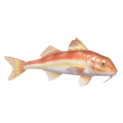 Salmonete
