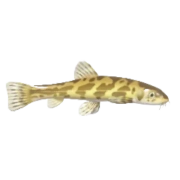Triplophysa