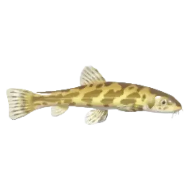 Triplophysa