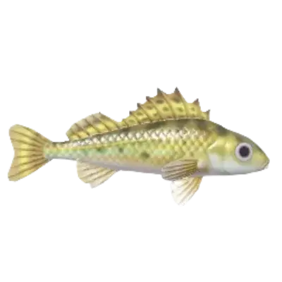 Acerina Eurasiana