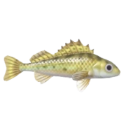 Acerina Eurasiana