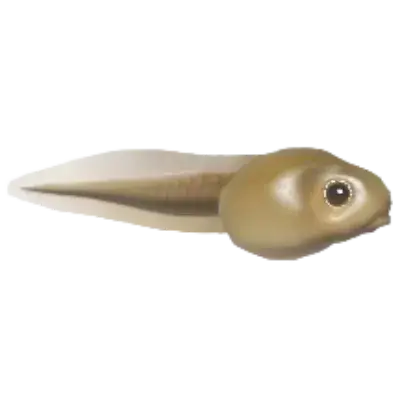 Girino