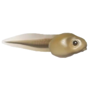 Girino