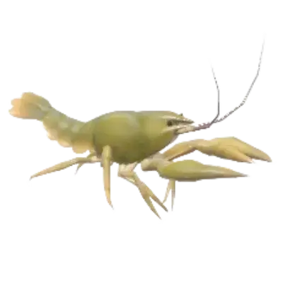 Lagostim Nórdico