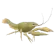 Lagostim Nórdico