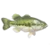Achigã