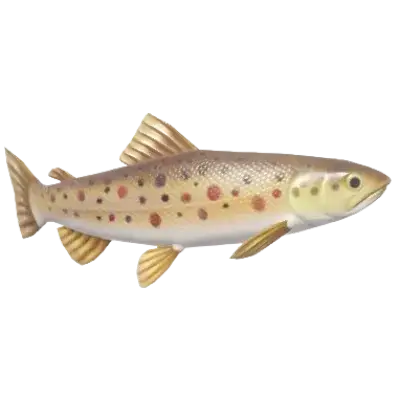 Trout