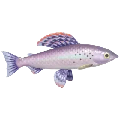 Peixe-sombra