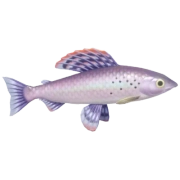 Peixe-sombra