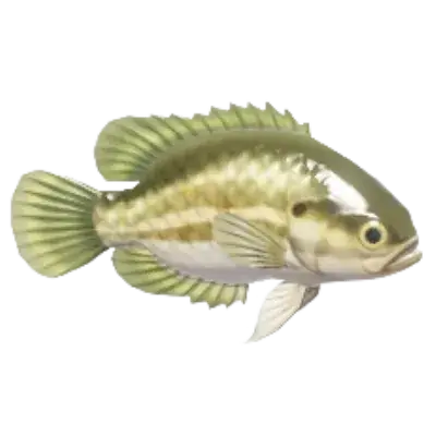 Peixe-sol