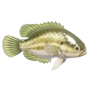 Peixe-sol