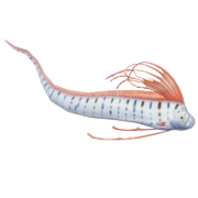Peixe-remo
