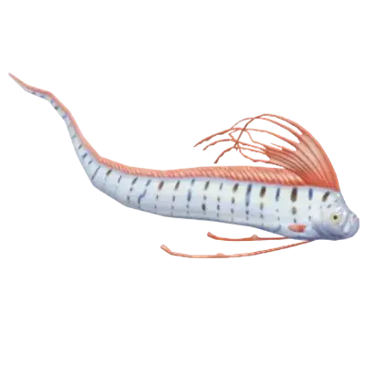Peixe-remo