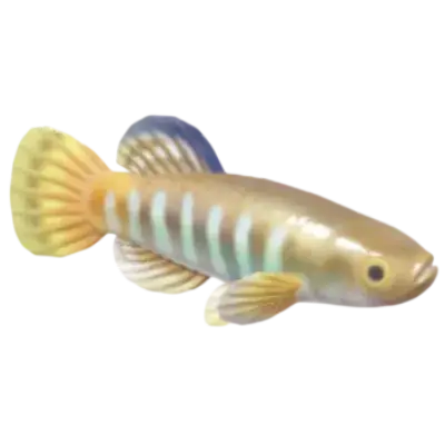 Killifish Listrado