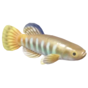 Killifish Listrado