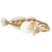 Cottidae