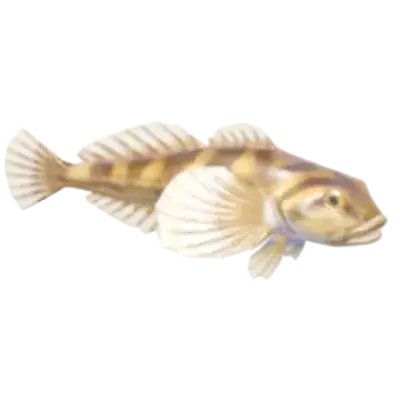 Cottidae