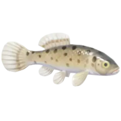 Umbra krameri