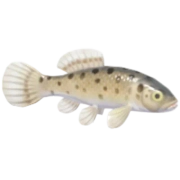 Umbra krameri
