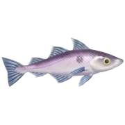 Eglefim