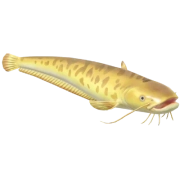 Siluro