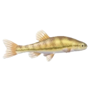 Tanictis