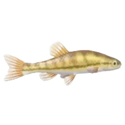 Tanictis
